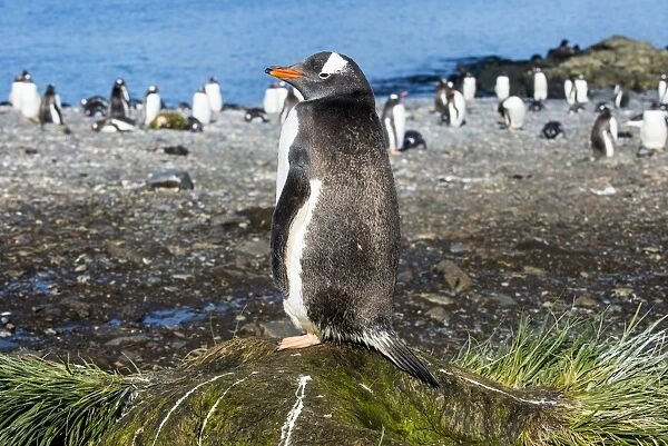 Gentoo penguin (Pygoscelis papua) close up, Prion Island, South Georgia, Antarctica