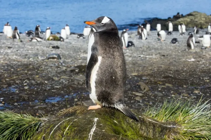 Framed Print : Gentoo penguin (Pygoscelis papua) close up, Prion Island, South Georgia, Antarctica Framed Print : Gentoo penguin (Pygoscelis papua) close up, Prion Island, South Georgia, Antarctica