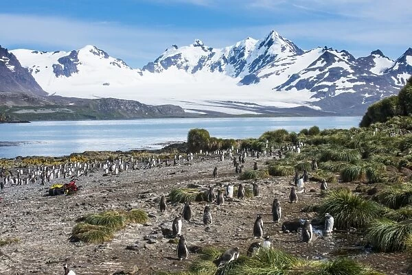 Gentoo penguin (Pygoscelis papua) colony, Prion Island, South Georgia, Antarctica