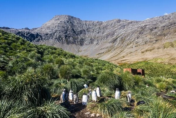 Gentoo Penguin (Pygoscelis papua) colony, Godthul, South Georgia, Antarctica, Polar
