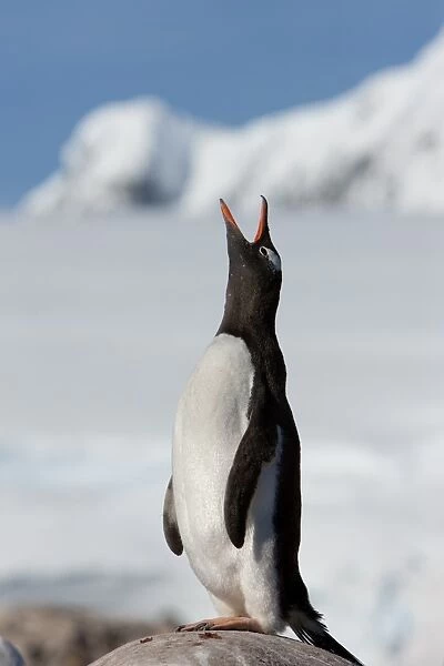 Gentoo penguin (Pygoscelis papua papua), Port Lockroy, Antarctic Peninsula