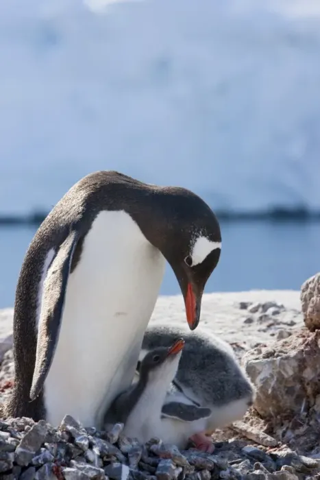 Framed Print : Gentoo penguin (Pygoscelis papua papua) with chicks, Port Lockroy, Antarctic Peninsula Framed Print : Gentoo penguin (Pygoscelis papua papua) with chicks, Port Lockroy, Antarctic Peninsula