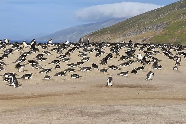 Gentoo penguin (Pygoscelis papua) rookery, Saunders Island, Falkland Islands, South America