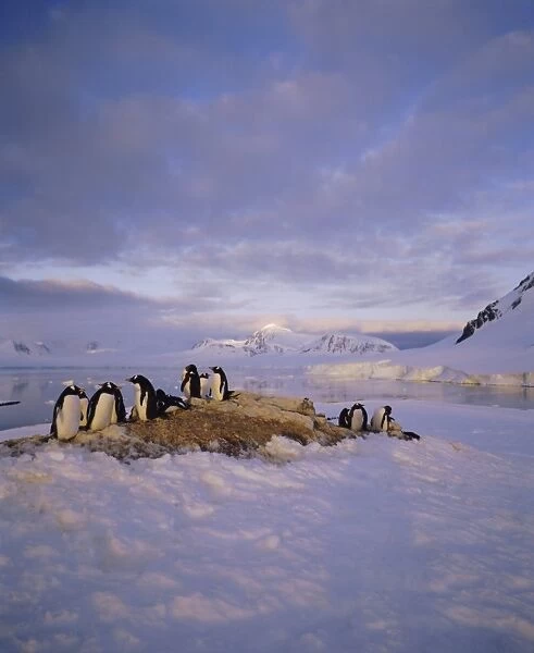 Gentoo penguin rookery, Antarctic Peninsula, Antarctica