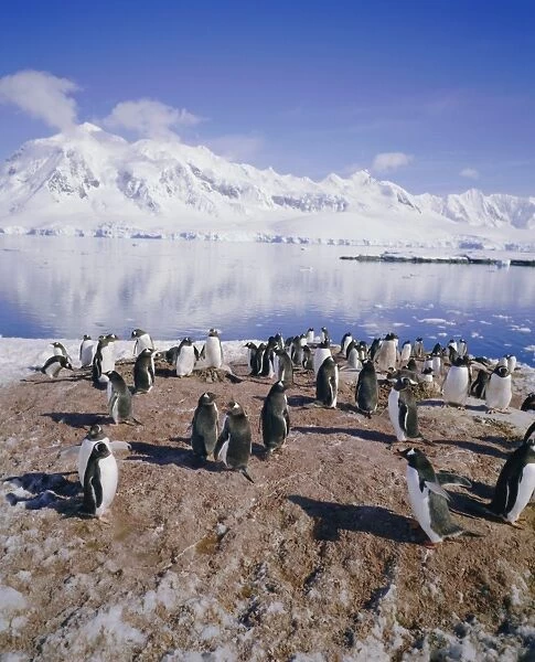 Gentoo penguin rookery, Antarctica, Polar Regions