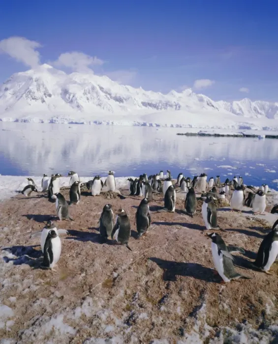 Framed Print : Gentoo penguin rookery, Antarctica, Polar Regions Framed Print : Gentoo penguin rookery, Antarctica, Polar Regions