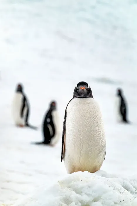 Framed Print : Gentoo penguin on snow covered glacier, Antarctica, Polar Regions Framed Print : Gentoo penguin on snow covered glacier, Antarctica, Polar Regions