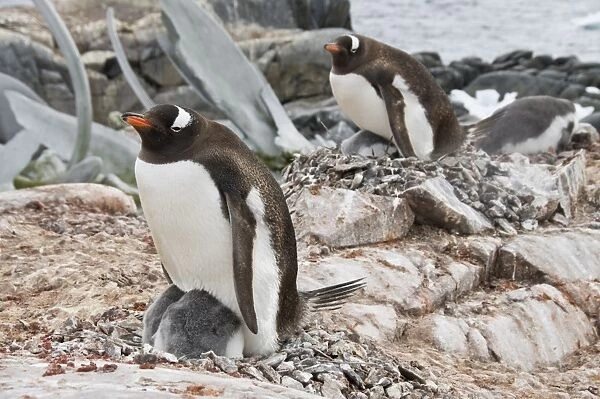 Gentoo penguin with young chicks, Jougla Point near Port Lockroy, Antarctic Peninsula