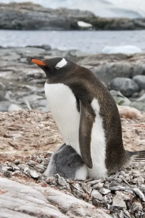 Framed Print : Gentoo penguin with young chicks, Jougla Point near Port Lockroy, Antarctic Peninsula Framed Print : Gentoo penguin with young chicks, Jougla Point near Port Lockroy, Antarctic Peninsula