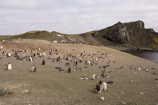 Gentoo penguins, Aitcho Island, South Shetland Islands, Antarctica, Polar Regions
