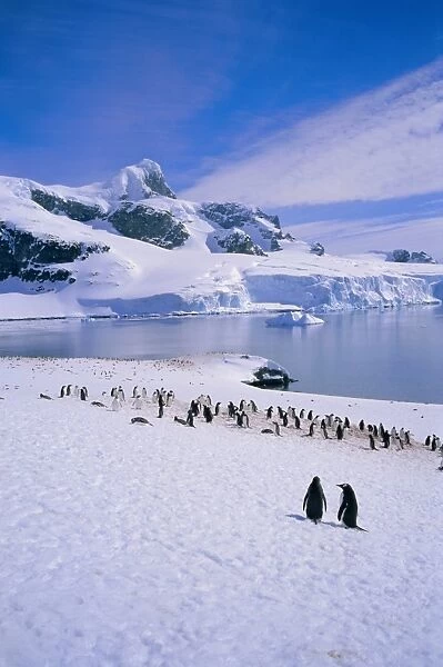 Gentoo penguins, Antarctic Peninsula, Antarctica