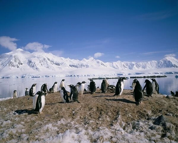 Gentoo penguins, Antarctica, Polar Regions