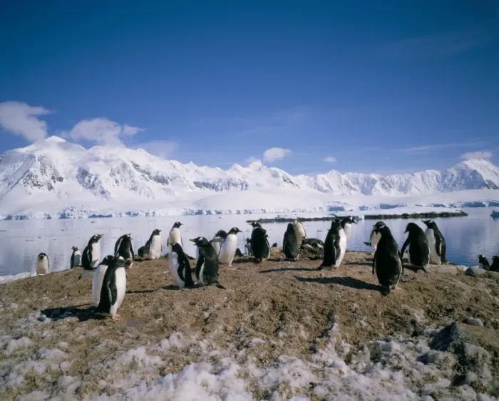 Framed Print : Gentoo penguins, Antarctica, Polar Regions Framed Print : Gentoo penguins, Antarctica, Polar Regions