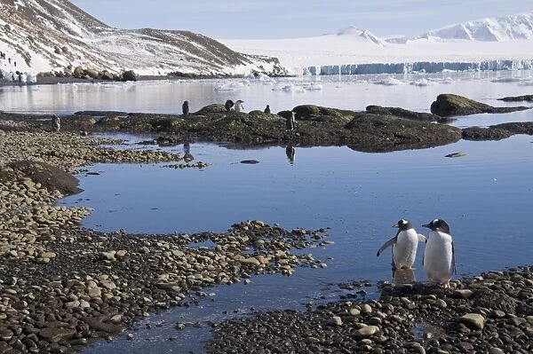 Gentoo penguins at Brown Bluff, Antarctic Peninsula, Antarctica, Polar Regions