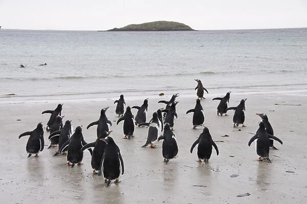 Gentoo penguins, Carcass Island, Falkland Islands, South America