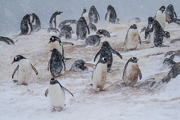 Gentoo penguins colony (Pygoscelis papua), Mikkelsen, Trinity Island, Antarctica, Polar Regions