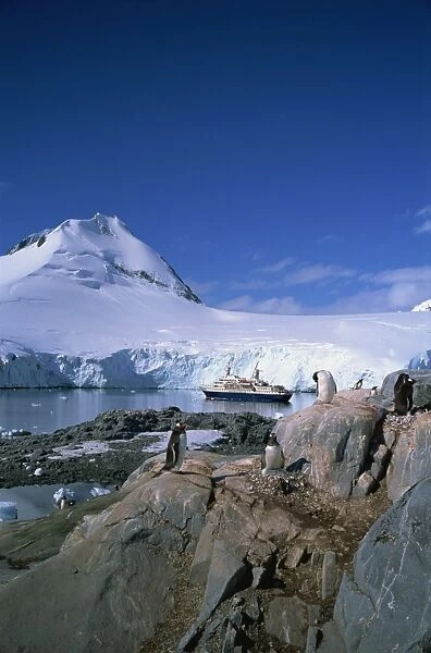 Gentoo penguins and Cruiseship World Discoverer, Antarctic Peninsula, Antarctica