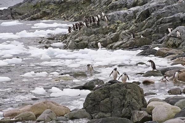 Gentoo penguins, Cuverville Island, Antarctic Peninsula, Antarctica, Polar Regions