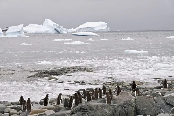 Gentoo penguins, Cuverville Island, Antarctic Peninsula, Antarctica, Polar Regions
