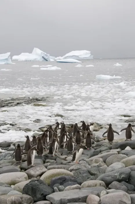 Framed Print : Gentoo penguins, Cuverville Island, Antarctic Peninsula, Antarctica, Polar Regions Framed Print : Gentoo penguins, Cuverville Island, Antarctic Peninsula, Antarctica, Polar Regions