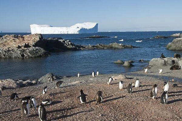 Gentoo penguins, Gourdin Island, Antarctic Peninsula, Antarctica, Polar Regions