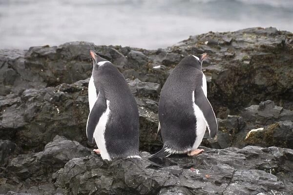 Gentoo penguins, Hannah Point, Livingstone Island, South Shetland Islands, Polar Regions