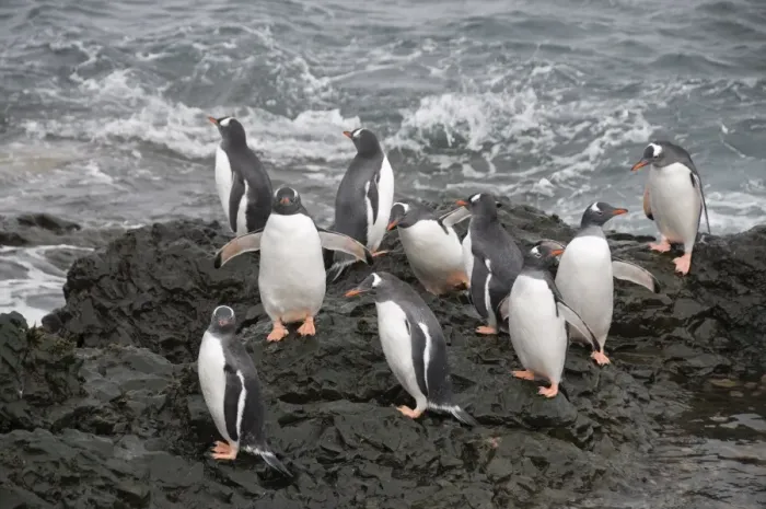Framed Print : Gentoo penguins, Hannah Point, Livingstone Island, South Shetland Islands, Polar Regions Framed Print : Gentoo penguins, Hannah Point, Livingstone Island, South Shetland Islands, Polar Regions