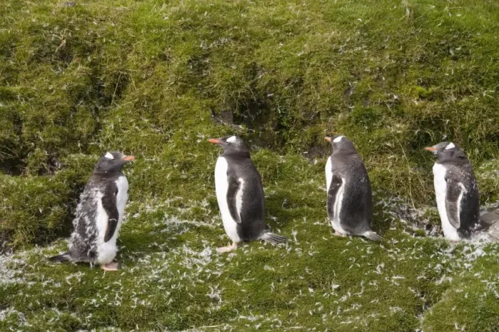 Framed Print : Gentoo penguins moulting, Fortuna Bay, South Georgia, South Atlantic