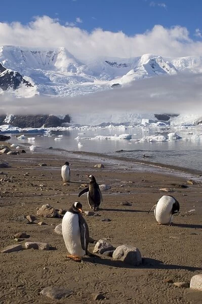 Gentoo penguins, Neko Harbor, Gerlache Strait, Antarctic Peninsula, Antarctica