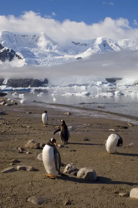 Framed Print : Gentoo penguins, Neko Harbor, Gerlache Strait, Antarctic Peninsula, Antarctica Framed Print : Gentoo penguins, Neko Harbor, Gerlache Strait, Antarctic Peninsula, Antarctica