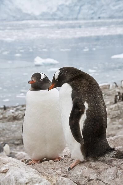 Gentoo penguins, Neko Harbour, Antarctic Peninsula, Antarctica, Polar Regions