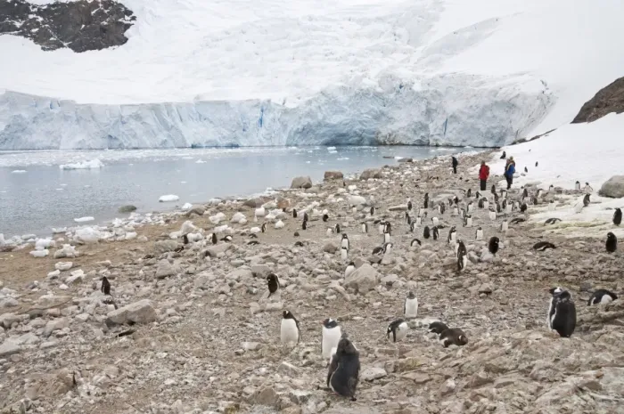 Framed Print : Gentoo penguins, Neko Harbour, Antarctic Peninsula, Antarctica, Polar Regions