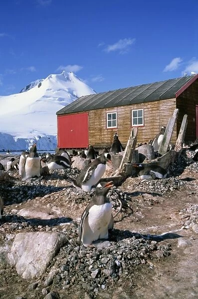 Gentoo penguins on nests in front of the boat shed at Port Lockroy on the Antarctic Peninsula