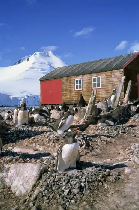 Framed Print : Gentoo penguins on nests in front of the boat shed at Port Lockroy on the Antarctic Peninsula Framed Print : Gentoo penguins on nests in front of the boat shed at Port Lockroy on the Antarctic Peninsula