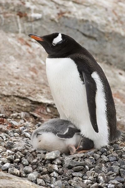 Gentoo penguins, Petermann Island, Lemaire Channel, Antarctic Peninsula