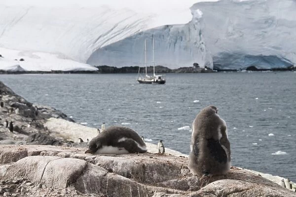 Gentoo penguins, Port Lockroy, Antarctic Peninsula, Antarctica, Polar Regions