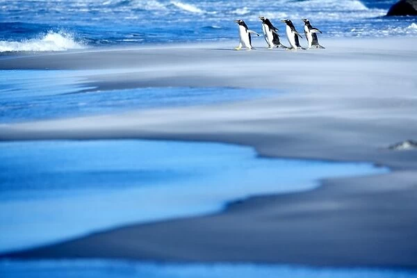 Gentoo penguins (Pygocelis papua papua) walking on a beach, Sea Lion Island