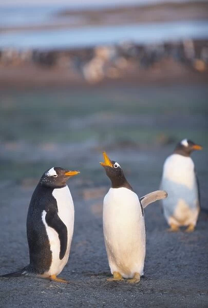 Gentoo penguins (Pygocelis papua papua) emitting sounds, Sea Lion Island