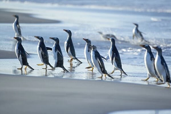 Gentoo penguins (Pygocelis papua papua) walking on the beach, Sea Lion Island
