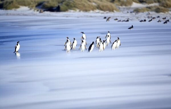 Gentoo penguins (Pygocelis papua papua) on the beach, Sea Lion Island, Falkland Islands