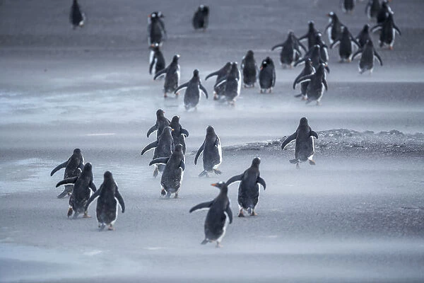Gentoo Penguins (Pygocelis papua papua) walking, Sea Lion Island, Falkland Islands