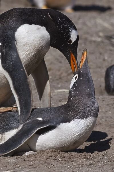 Gentoo penguins (Pygoscelis papua) mate during breeding season, the Neck, Saunders Island, Falkland Islands, South America