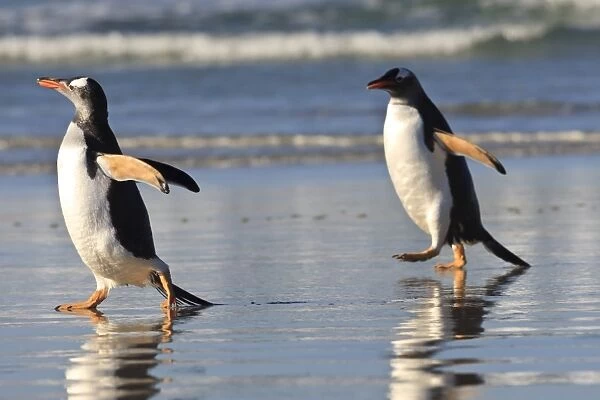 Gentoo penguins (Pygoscelis papua) race along the shoreline, evening at the Neck, Saunders Island, Falkland Islands, South America