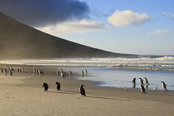 Gentoo penguins (Pygoscelis papua) with evening sun lighting up sea spray, the Neck, Saunders Island, Falkland Islands, South America