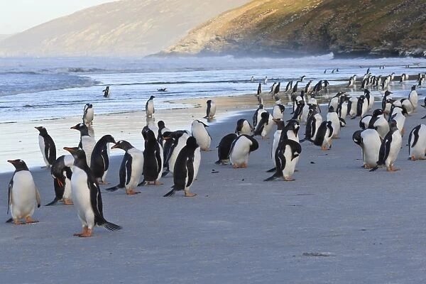 Gentoo penguins (Pygoscelis papua) on beach with rolling waves, evening at the Neck, Saunders Island, Falkland Islands, South America