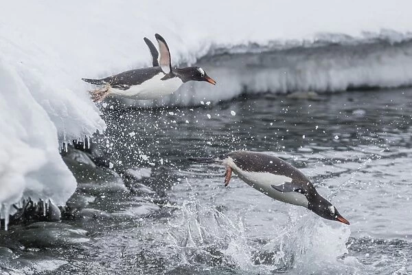 Gentoo penguins (Pygoscelis papua) leaping into the sea at Booth Island, Antarctica