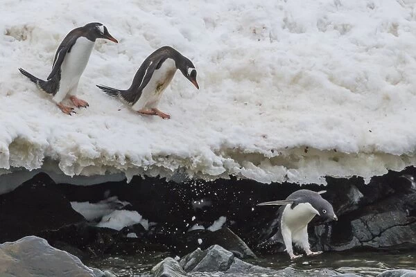 Gentoo penguins (Pygoscelis papua) leaping into the sea with Adelie penguin at Booth Island