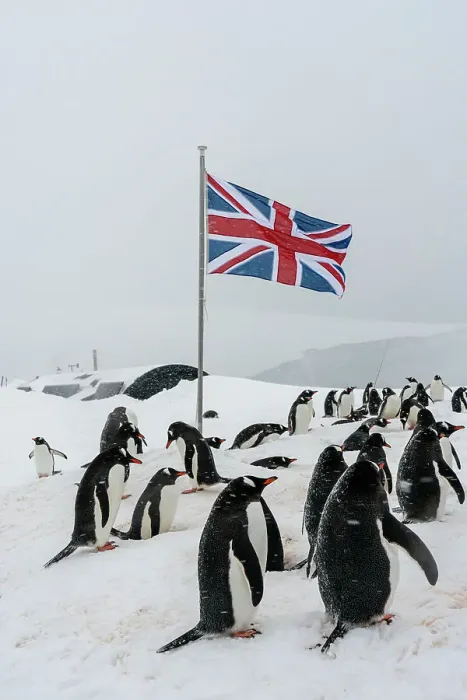 Framed Print : Gentoo penguins (Pygoscelis papua), Port Lockroy British Antarctic Base, Wiencke Island, Antarctica, Polar Regions Framed Print : Gentoo penguins (Pygoscelis papua), Port Lockroy British Antarctic Base, Wiencke Island, Antarctica, Polar Regions