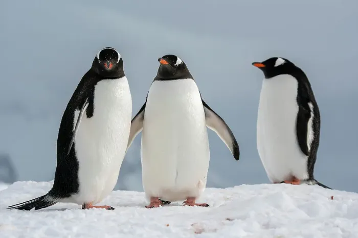 Framed Print : Gentoo penguins (Pygoscelis papua), Petermann Island, Antarctica, Polar Regions Framed Print : Gentoo penguins (Pygoscelis papua), Petermann Island, Antarctica, Polar Regions
