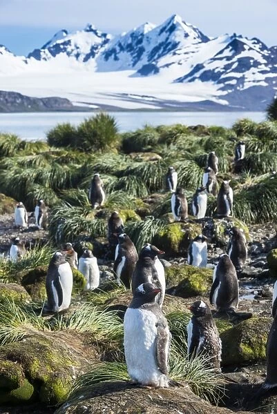 Gentoo penguins (Pygoscelis papua) colony, Prion Island, South Georgia, Antarctica